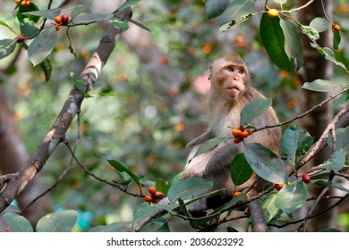 Close up The monkey eatting food on tree in thailand - Powered by Shutterstock