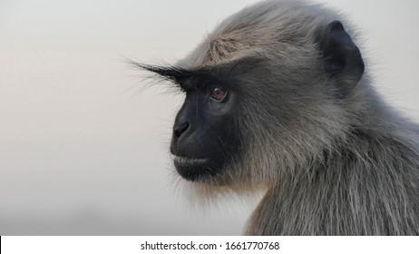 close up monkey face blurry background