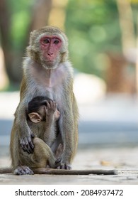 Close Up Monkey Hugging With Its Shy Child Close Its Face With Hand Sitting Together On The Floor With Blur Background In The Zoo