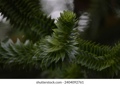 A close up of a Monkey Puzzle Tree branch (Araucaria araucana) covered in spikey evergreen leaves that are lay close together.  - Powered by Shutterstock