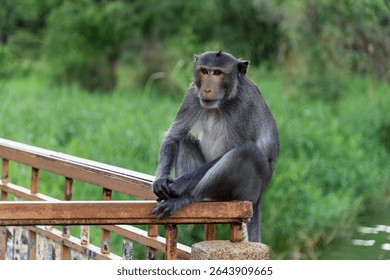 Close up of Monkey with several posture with blurry greenery background, wild monkey posing for photos, taking poses for pictures