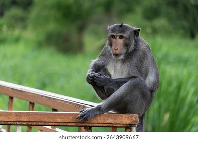 Close up of Monkey with several posture with blurry greenery background, wild monkey posing for photos, taking poses for pictures