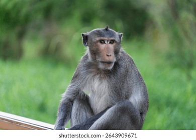 Close up of Monkey with several posture with blurry greenery background, wild monkey posing for photos, taking poses for pictures
