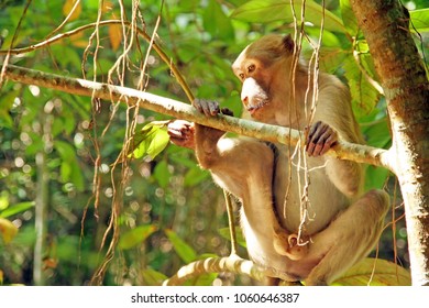 Close up of monkey sitting at branches in forest
