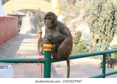 Close up of monkey sitting on the MS railing