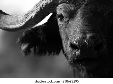 Close up monochrome portrait of cape buffalo head and horn