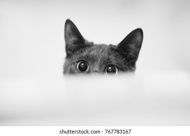 Close up monochrome shot of dark grey cat with big eyes curiously peeking out from behind white paper. Copy, empty space for text - Powered by Shutterstock