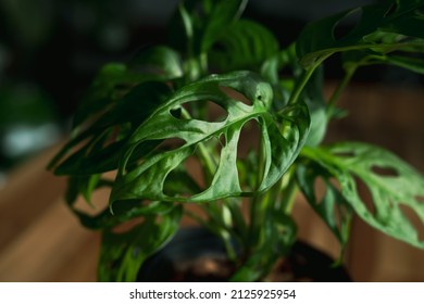 Close Up Of Monstera Adansonii