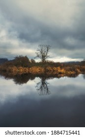 Close Up Of The Moody Tree At Pitt Lake