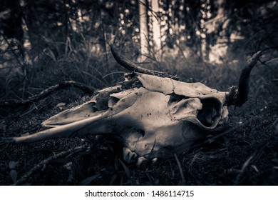 Close Moose Skull On Moss Moose Stock Photo 1486114715 | Shutterstock