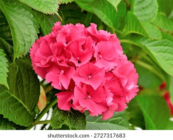A close up of A Mophead Hydrangea flower