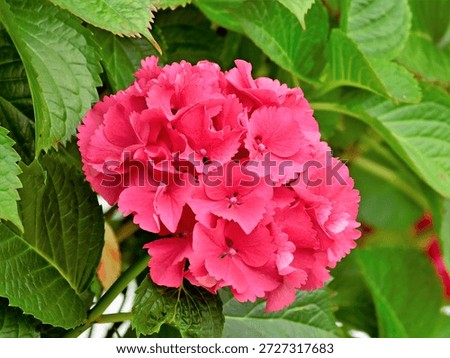 A close up of A Mophead Hydrangea flower