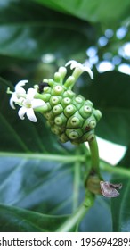 Noni Flower Images, Stock Photos u0026 Vectors  Shutterstock