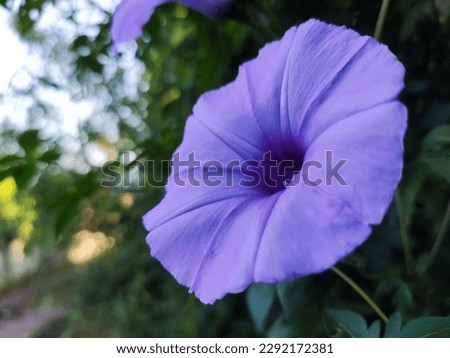 Close Up Morning Glory. Blooming flower in garden. Purple flora with vine leaves