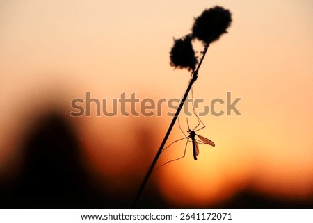 A close up from a mosquito Stock photo © 