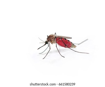 Close Mosquito Full Blood Mosquito Carrier Stock Photo 661580239 ...