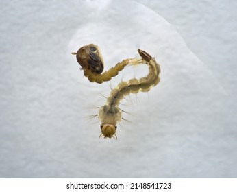 Close Up Mosquito Larva And Pupa 