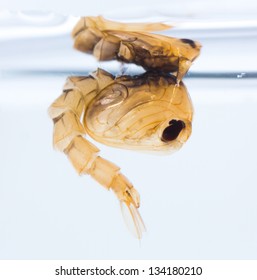 Close Up Mosquito Pupa Underwater