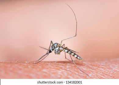 14,797 Mosquito close up Images, Stock Photos & Vectors | Shutterstock