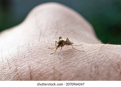 Close Up A Mosquito Sucking Human Blood Set B-2. A Mosquito Sucks Blood From A Human Body. Macro Photo Of A Mosquito On The Arm