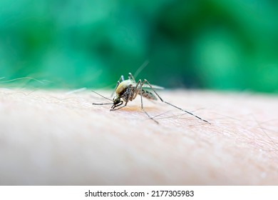 Close Up A Mosquito Sucking Human Blood Set B-2. A Mosquito Sucks Blood From A Human Body. Macro Photo Of A Mosquito On The Arm