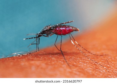 Close up a Mosquito sucking human blood_set C-5
