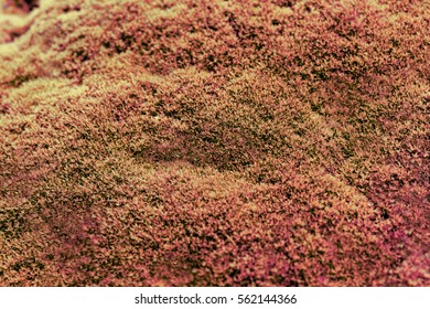 Close up moss background texture on the wall, selective focus, light effect.