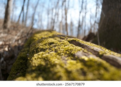 Close up of a moss covered log.