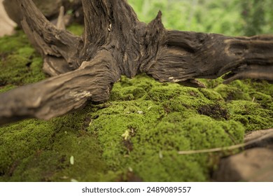 close up of moss growing under the roots of an old tree                      - Powered by Shutterstock