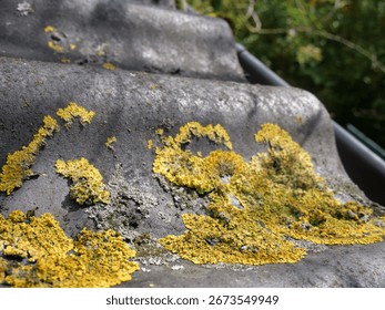 Close up of moss and lichen colonizing an aging weathered roof, highligthing the effects of time and nature's reclaiming power