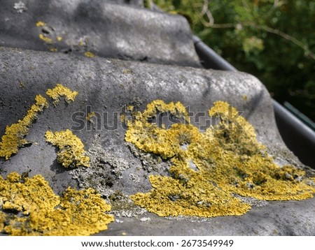 Close up of moss and lichen colonizing an aging weathered roof, highligthing the effects of time and nature's reclaiming power