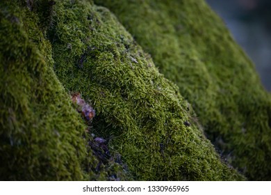 Close up of moss on a tree.
