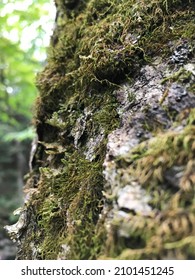 up close of moss on a tree  