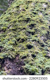 close up of moss on tree