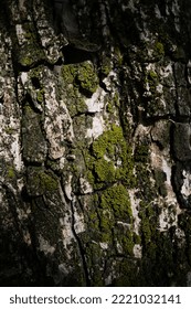 Close up of the moss on the tree bark