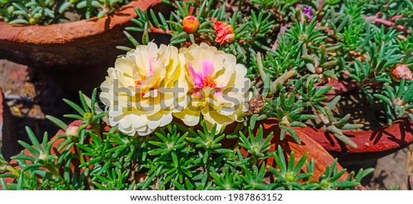 Close up the moss rose flower. Flowres in\
pots.Moss rose or Portulaca grandiflora or Rose moss or Ten oclock\
or Mexican rose or purslane fast growing annual plant with open\
blooming flowers.
