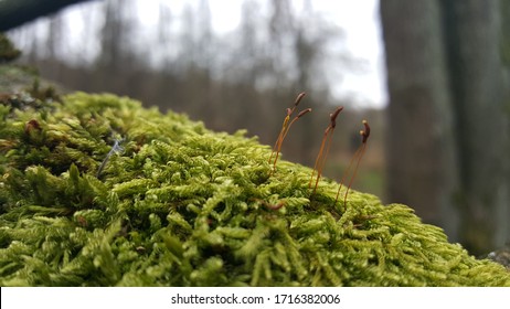 moss sporophyte