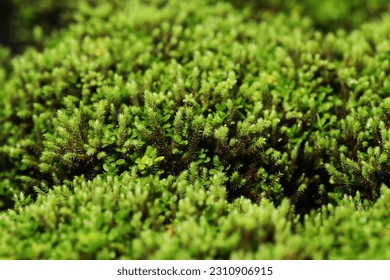 Close up of moss texture in rainforest - Powered by Shutterstock