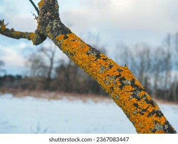 Close up of moss tree branch with winter snow bakcground - Powered by Shutterstock