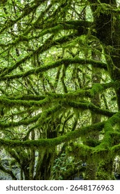 Close up of a mosscovered tree in a dense forest area
