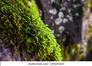 Close Up Of A Mossy Rock Near Mark Twain National Forest