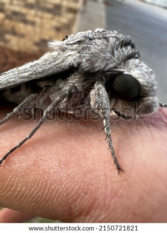 Up close moth with macro lense on iPhone 13 pro