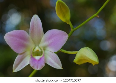 close up moth orchids