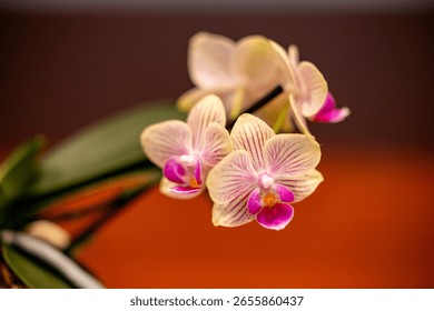 close up of the Moth orchids flower