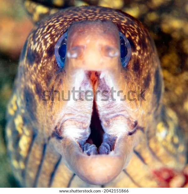 A Close up of a Mottled Moray Eel with its Mouth\
Open Wide