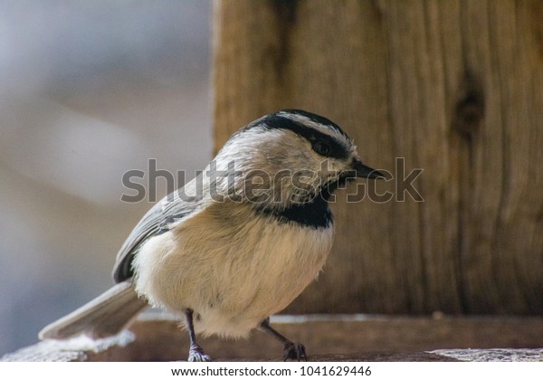 Close Mountain Chickadee Standing Barnwood Bird Stock Photo Edit