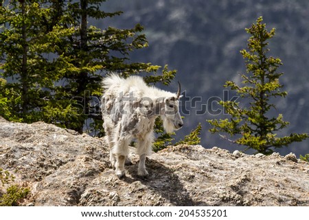 Similar – Image, Stock Photo shaggy Environment Nature