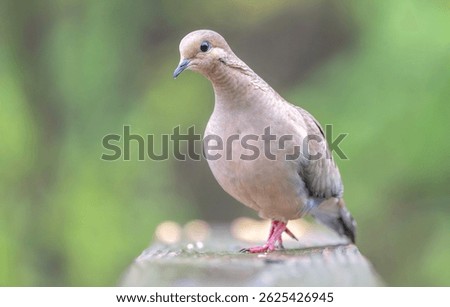 A close up of a mourning dove looking at the camera with soft focus green background. 