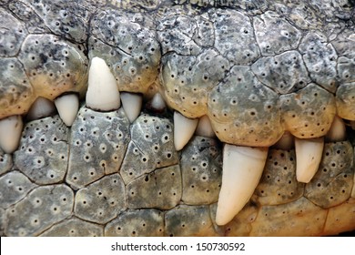 close up of the mouth and teeth of a nile crocodile