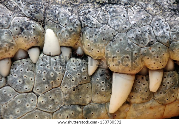 close up of\
the mouth and teeth of a nile\
crocodile